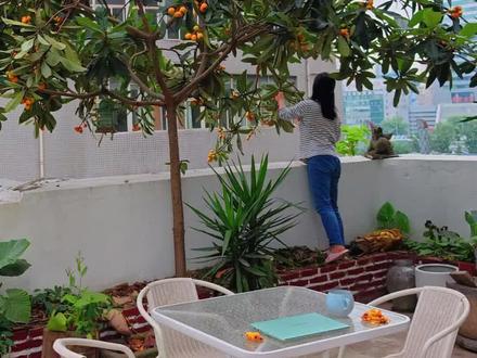 因为200㎡双露台,我把重庆老破大住成别墅#养花 #露台花园 #生活状态 #田园生活 #小院时光