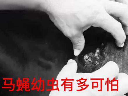 马蝇幼虫钻进动物身体有可怕#犬 #马蝇幼虫 #动物救助 #宠物驱虫