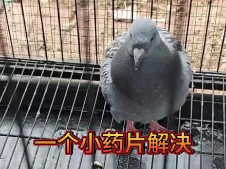 #三农 @DOU+小助手