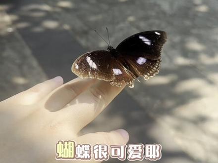 #神奇的大自然 #推送流量 超神奇的一暮,为什么蝴蝶也能听得懂我说话,超奇妙的一天。#玄学