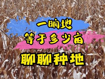 一晌地等于多少亩地?来聊聊种地#三农 #农业 #农业种植 #农村 #农民 #种地 #土地亩数怎么算 #明日更进一步 #农业技术