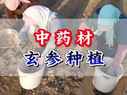 中药材玄参种植#药材 #农村种植 #中药材知识科普 #玄参 #玄参种植