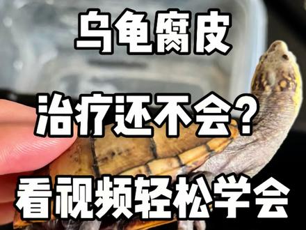 乌龟腐皮怎么办,一个视频教会你。以后乌龟腐皮再也不用怕了 冬眠出眠的乌龟腐皮轻松解决学会以后再也不用问别人啦#乌龟 #龟龟🐢 #乌龟腐皮 #头盔蛋龟