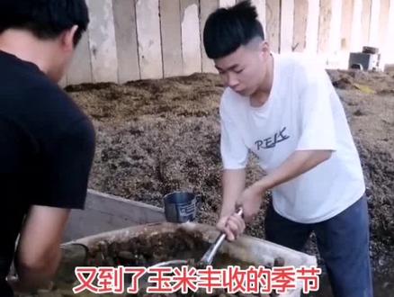 #抖音助农 #创业 #老家河南 #舌尖上的美食 #三农 玉米芯,大家不要扔,泡一泡就能种出鲜嫩可口的草菇😋