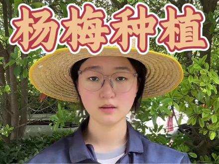 杨梅叶子卷,果子小?大概率是卷叶蛾在作怪#杨梅#杨梅种植 #杨梅病虫害防治 #杨梅管理 #农业