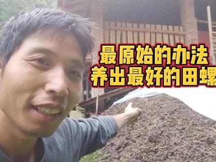 别人都在用饲料,我却用最原始的办法养田螺,效果却是最好的