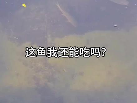 野外钓到这些奇特的鱼还能吃吗?#鱼 #钓鱼人 #冷知识科普