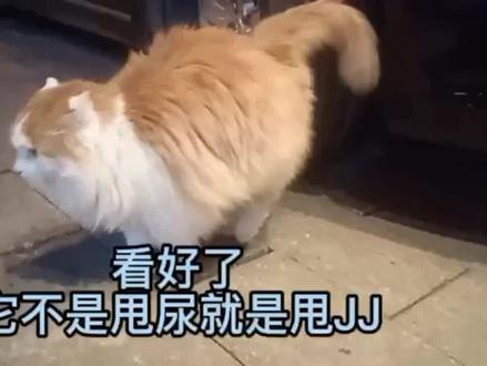 史上最奇葩的猫。路上偶遇照相馆的老猫,没想到公猫竟这样尿尿,