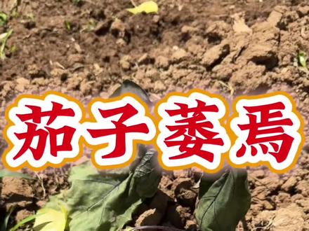 茄子总是种不好?出苗以后发黄萎焉长势差#茄子种植 #茄子苗 #黄瓜种植 #豆角种植 #豆角苗