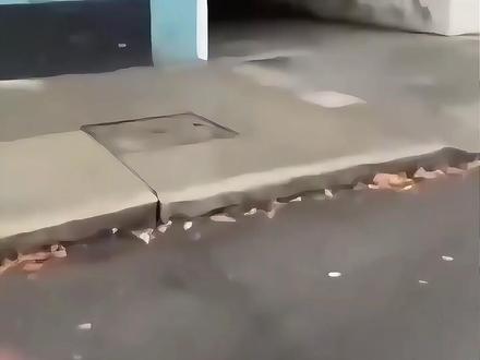 遇到这些我该跑吗?选错了直接全剧终 #奇观 #动物 #科普