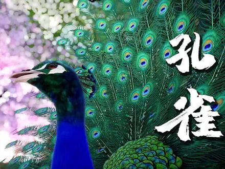 动物园之星50【下】孔雀来袭,号称地球百鸟之王,拥有艳丽的羽毛