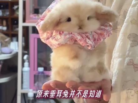 喜欢兔兔那是人之常情!#垂耳兔 #可爱