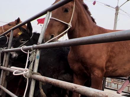 马也讲缘分,公马绷断缰绳找母马被暴打一顿,两匹马竟卖到一家?