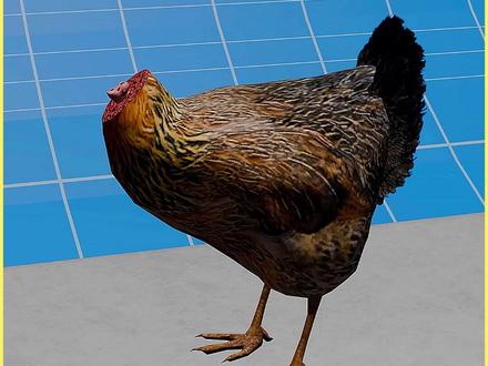 鸡头被切掉居然还能活!? #科普一下 #科普