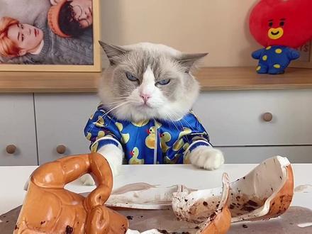 我表示,有点懵,就是有点……懵……#萌宠出道计划 #喵大厨puff