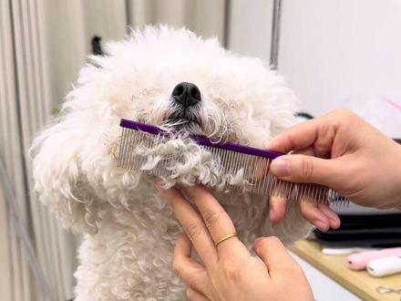 卷毛小狗怎么把毛梳的又直又蓬松.一个视频告诉你#萌宠#养狗经验 #狗狗梳毛 #比熊