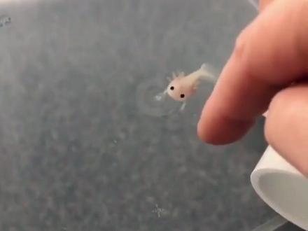 可爱的美西螈宝宝 #动物科普 #美西螈