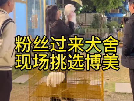 粉丝过来犬舍现场挑选小博美,白色博美和黄色博美,佛山小体博美,佛山标体博美,佛山买博美去哪里#博美 #佛山博美 #萌宠推荐官 #买狗 #萌宠