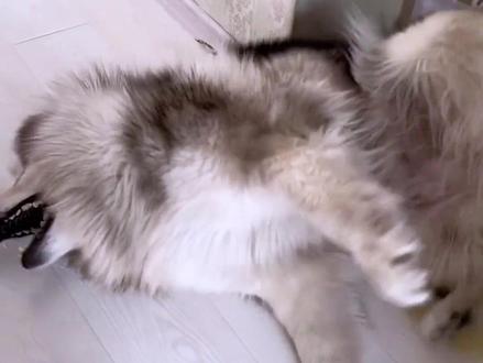 狗狗突发状况,该怎样急救?#狗狗 #狗狗急救 #养狗小知识 #宠物知识