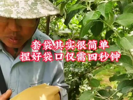 苹果套袋其实很简单,捏好袋口套一个袋仅需四秒钟#新农人计划2023 #抖音创作者大会 #乡村英才计划 #乡村守护人 #地点清单流量大赛 @抖音小助手