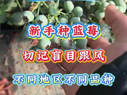#蓝莓 #蓝莓种植 #蓝莓管理 #蓝莓高产 #蓝莓种植技术