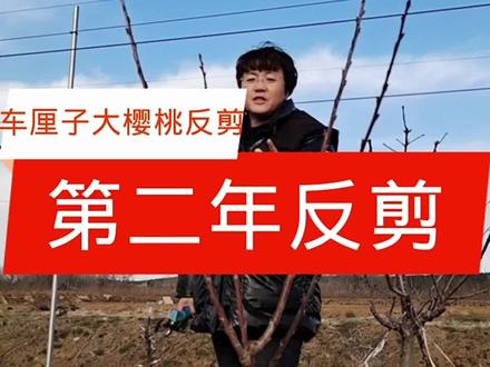 车厘子大樱桃第二年反剪#樱桃管理 #修剪 #三农种植
