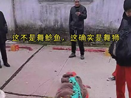 这不是舞鲶鱼,这确实是舞狮! 安徽郎溪这只“鲶鱼脸”的舞狮,很多人第一眼会以为是“鲶鱼在地上爬”。其实它属于当地传统舞狮体系里的“青狮”表演。狮头刻意做得更扁、更贴地,嘴型也更利落——不是为了搞怪,而是为了完成它最硬核的看家本领:贴地滑行、低位穿行、翻越桌凳的“桌技/翻台子”套路。
所以你会看到它伏地前进像在“划水”,动作又灵又紧,观众才会觉得“像鱼、像蛙”,甚至有点“蛙里蛙气”。但骨子里全是功夫:低位要稳、转向要准、起落要快,稍一失衡就钻不过凳、翻不起台。
郎溪不少村落把青狮作为重要的年俗与社火传承下来。你现在看到的每一次“低趴、滑行、翻越”,其实都是一套完整的传统民俗技艺:不是把狮子演得像鱼,而是用狮子的方式,把力量、灵巧和乡土的热闹演到极致。#舞狮 #非遗 #郎溪舞狮 #马年春节
