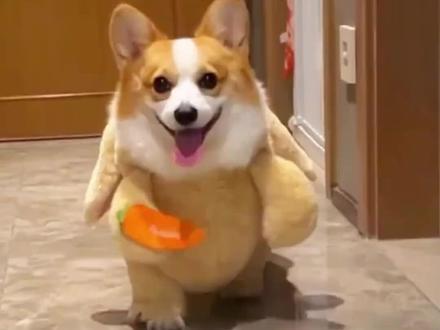 没有攻击性的,不咬人的,可爱的,选它就对了#摸摸哥#训犬 #泰迪