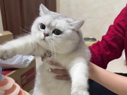 当我在网上得知小猫喜欢被拉伸后#银渐层 #猫咪拉伸