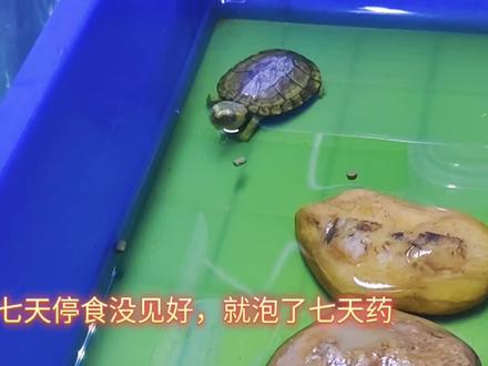 成功治好幼龟肠胃炎#乌龟肠胃炎怎么治