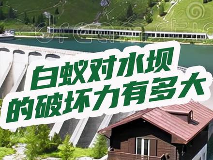 白蚁难道只是简单影响到大坝安全吗?随之而来的灾难才是我们更应该重视的。#白蚁防治 #自然灾害 #白蚁危害