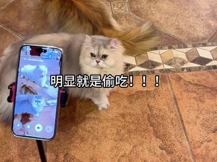 笑了一小时才发出来… #万物可爱计划 #豆包监督 #豆包我可没惹你 #萌宠日常记录 #让AI看着宠物别吃零食