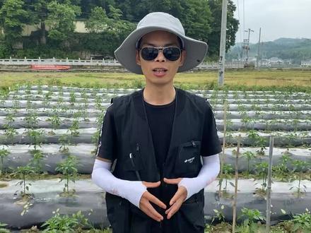 辣椒搭架的意义与好处!#辣椒种植 #搭架子