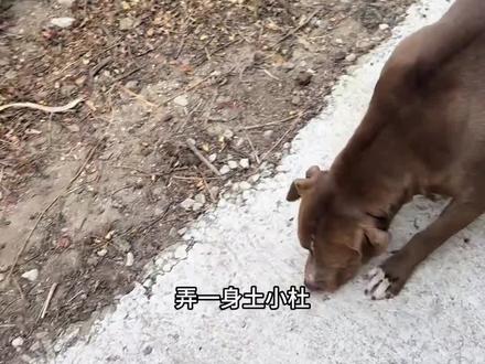 终于知道胖宝宝的拳法师承于谁了 胖宝宝(恩师豆豆/妈妈)#骏良 #豆豆 #胖宝宝 #狗狗