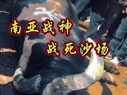 【南亚战神】战死沙场#斗牛文化