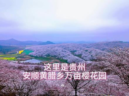 贵州安顺黄腊乡万亩樱花园 第 186 集 视频拍摄于2026年3月6日阴天,现正是盛花期。#春暖花开奔你而来 #黄腊万亩樱花园 @