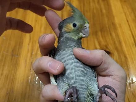 小黑会躺手啦~#撸鸟人 #纯手养鹦鹉🦜 #玄凤鹦鹉 #萌宠出道计划