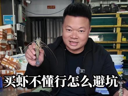 买虾避坑指南!什么虾好吃?99%的人看一遍就会 #海鲜 #海鲜水生哥 #海鲜日常 #海鲜避坑 #花虾