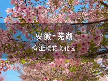 不用远走,在芜湖就能邂逅整片樱花海! #芜湖樱花文化园 #赏樱花的季节 #芜湖旅游 #芜湖媛媛🌈