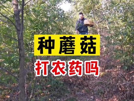 科普——种蘑菇,需要用化肥、农药吗? #食用菌 #食用菌种植 #采蘑菇 #菌子