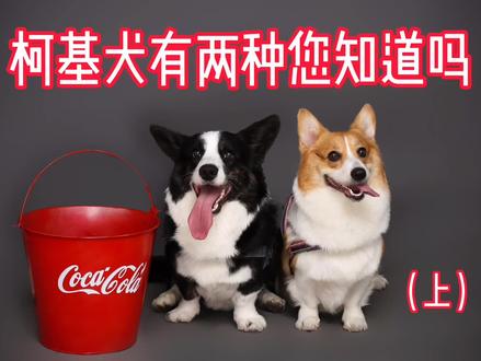 两种柯基犬的区别(上)#柯基 #卡迪根威尔士柯基 #净然