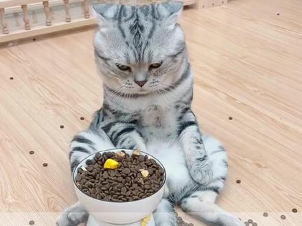 为什么猫咪总爱半夜去吃猫粮 #猫咪的迷惑行为 #养猫经验分享 #科学养猫 #猫咪知识 #猫咪排毛