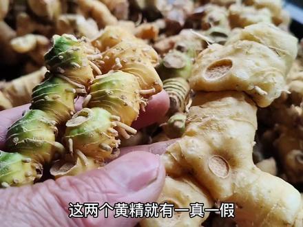 野生黄精很容易被参假,今天教大家辨别真假黄精的方法,您学会了吗#黄精 #辨别真假 #知识分享 #全民学中药 #药材收购
