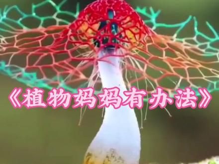 二年级上册《植物妈妈有办法》石榴妈妈版#课文朗读 #二年级上册语文 #二年级课文朗读视频 #语文知识分享