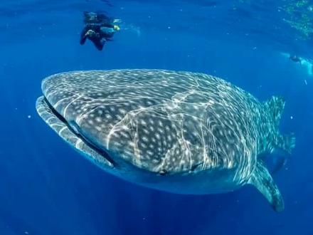 世界最大的鱼类#海洋生物 #海洋