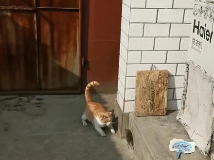 外婆家的大黄猫真厉害👍🏻#猫逮老鼠