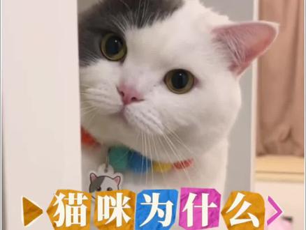 猫咪为什么更爱男主人#养猫经验分享 #猫咪#新手养猫 #养宠进阶指南 #科学养宠攻略
