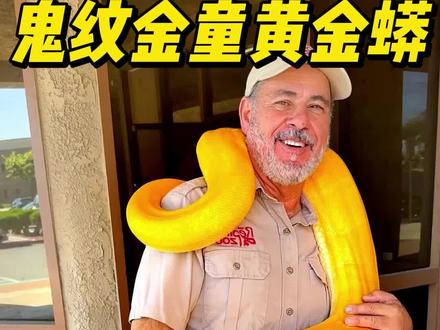 #冷知识 :黄金蟒是指的缅甸蟒和网纹蟒各种蟒的白化品种(是的,白化品种),在国内属于一级保护物种,必须持证养殖。#蟒蛇 #爬宠 #黄金蟒 #神奇的动物在抖音