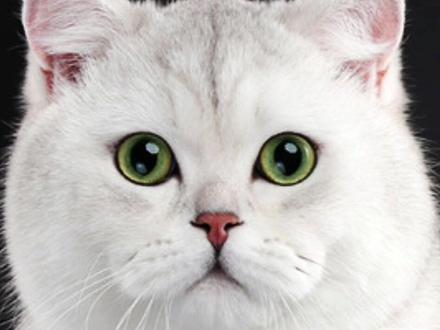 怎么挑选一只银渐层,怎么看银渐层品相,你选对了吗?#银渐层 #萌宠 #新手养猫 @DOU+小助手