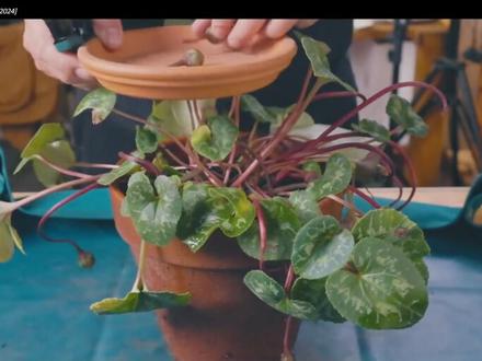 仙客来收种球啦~ 种球保存攻略轻松Get✔️
四月的深圳已经是穿T恤吹冷气的时节啦
仙客来也是要准备休眠度夏了😴
这两天深圳暴雨红色预警
赶紧的来先收了仙客来的种子和球根
收种子尖嘴的花枝剪是最合适不过👍
挖种球就少不了园艺手铲叉呀😸
仙客来种球收好后,储存得当
秋天还可以继续种起来复花哦~
📒仙客来种球储存攻略:
1️⃣仙客来休眠后及时将种球从盆土取出,清理干净,然后放在敌百虫和多菌灵溶液中各浸泡半小时。彻底给种球消毒杀菌,避免虫害病菌,使种球更好的渡过休眠期。
2️⃣浸泡后的种球晾干,可用以下两种保存方法:
👉湿沙保存:晾干的种球放在湿沙中保存,高温环境下勤喷洒水降温,保证通风良好
👉冰箱冷藏:用报纸包住种球,黑色塑料袋装起来,放在冰箱冷藏保存,冰箱温度控制在5°左右。
#园艺生活 #蕃木田园生活馆 #仙客来 #园艺工具 #养护小知识